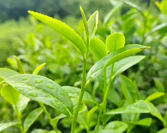 上海同城休闲活动美食推荐景点打卡全攻略：解锁魔都周末新玩法🎉
