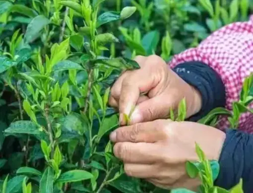 上海同城交友网到底怎么玩？吃喝玩乐攻略加本地热点一网打尽😎